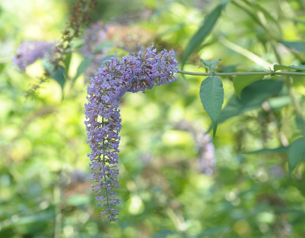 Buddleja davidii